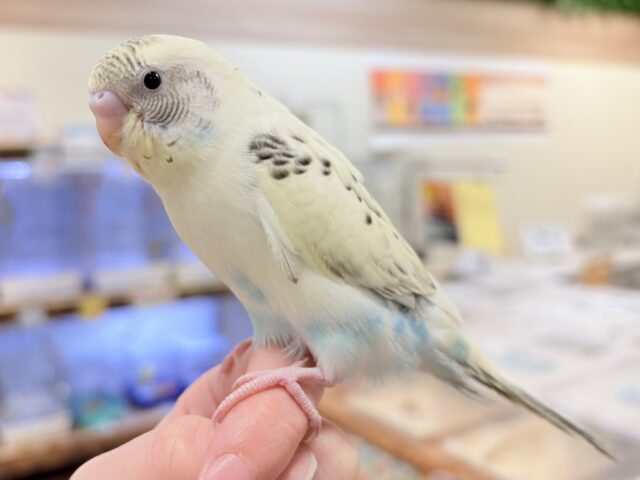 【最新画像🪄︎︎💫ひな餌1回】ぽわっと可愛いセキセイインコちゃん💕(クリームハルクイン)ヒナ セキセイインコ