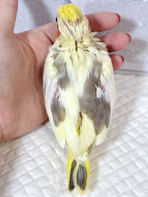 オカメインコ