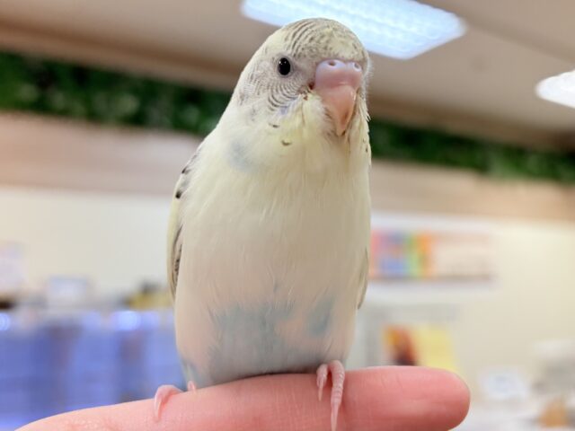 【最新画像🪄︎︎💫ひな餌1回】ぽわっと可愛いセキセイインコちゃん💕(クリームハルクイン)ヒナ セキセイインコ