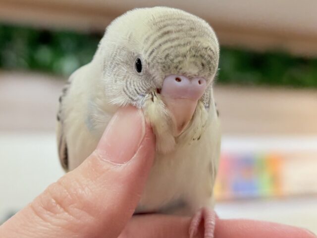 【最新画像🪄︎︎💫ひな餌1回】ぽわっと可愛いセキセイインコちゃん💕(クリームハルクイン)ヒナ セキセイインコ