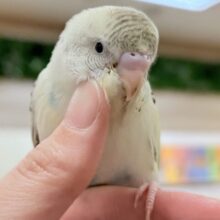 【最新画像🪄︎︎💫ひな餌１回】ぽわっと可愛いセキセイインコちゃん💕(クリームハルクイン)ヒナ
