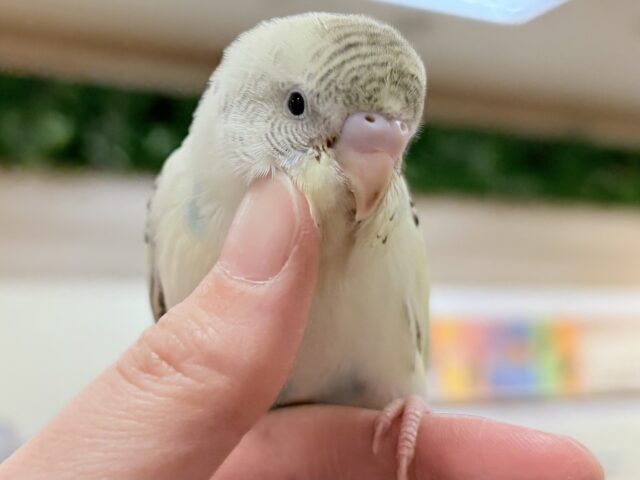 【最新画像🪄︎︎💫ひな餌1回】ぽわっと可愛いセキセイインコちゃん💕(クリームハルクイン)ヒナ セキセイインコ