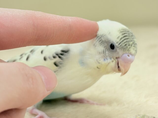 【最新画像🪄︎︎💫ひな餌1回】ぽわっと可愛いセキセイインコちゃん💕(クリームハルクイン)ヒナ セキセイインコ