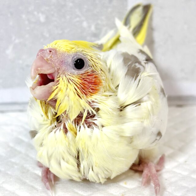 オカメインコ