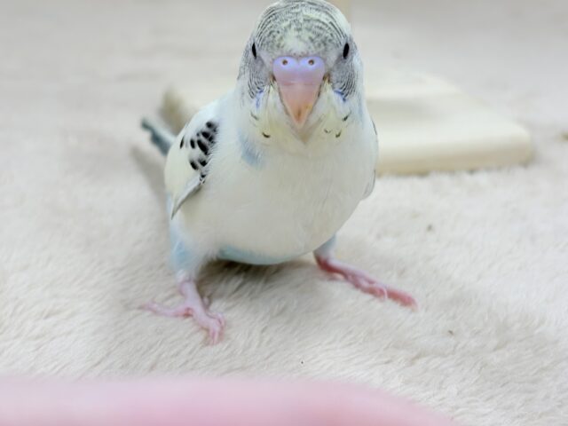 【最新画像🪄︎︎💫ひな餌1回】ぽわっと可愛いセキセイインコちゃん💕(クリームハルクイン)ヒナ セキセイインコ