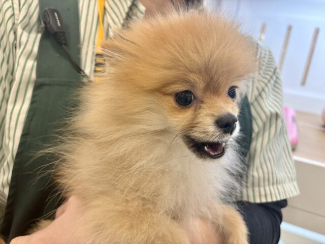 ポメラニアン