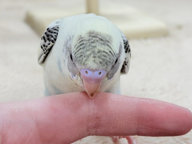 【最新画像🪄︎︎💫ひな餌1回】ぽわっと可愛いセキセイインコちゃん💕(クリームハルクイン)ヒナ セキセイインコ