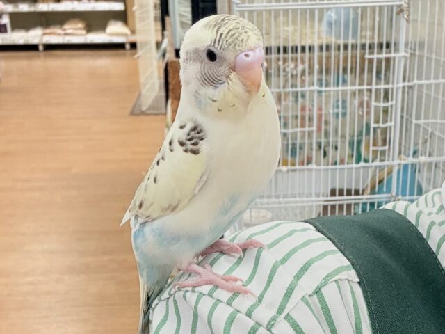 【最新画像🪄︎︎💫ひな餌1回】ぽわっと可愛いセキセイインコちゃん💕(クリームハルクイン)ヒナ セキセイインコ
