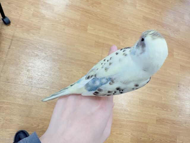 【最新画像🪄︎︎💫ひな餌1回】ぽわっと可愛いセキセイインコちゃん💕(クリームハルクイン)ヒナ セキセイインコ