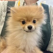 ボクの虜になぁ〜〜れっ♡♡ポメラニアンくん！