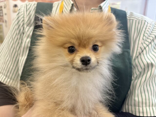 ボクの虜になぁ〜〜れっ♡♡ポメラニアンくん！