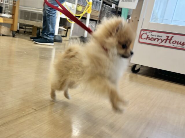 ボクの虜になぁ〜〜れっ♡♡ポメラニアンくん! ポメラニアン