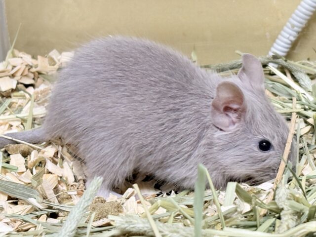 輝きシルバー✨️なレアカラー🎧⛓️🩶デグー(女の子) デグー