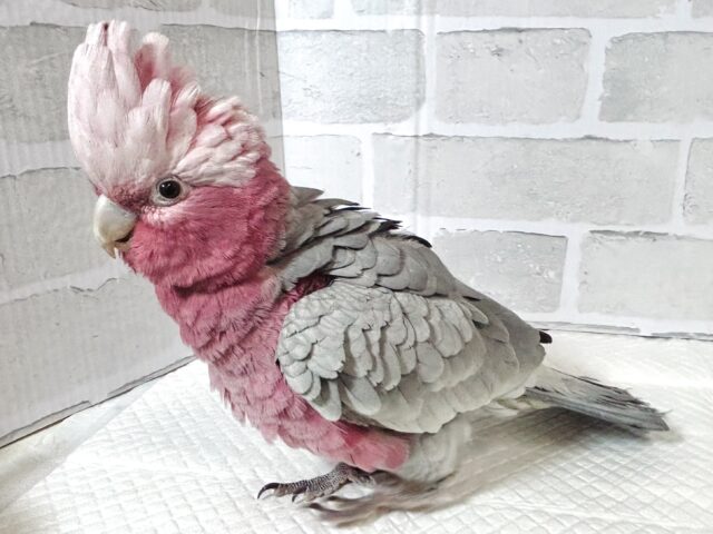 モモイロインコ