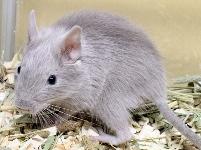 輝きシルバー✨️なレアカラー🎧⛓️🩶デグー(女の子) デグー