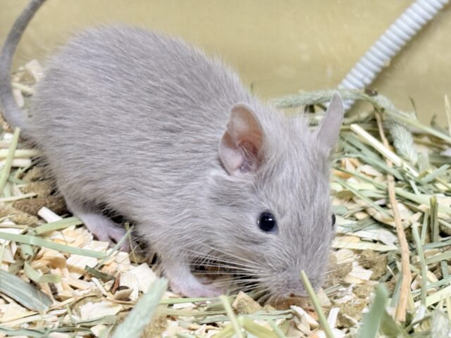 輝きシルバー✨️なレアカラー🎧⛓️🩶デグー(女の子) デグー