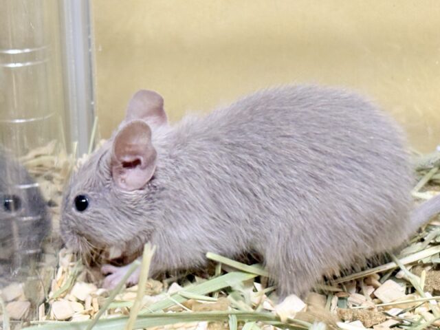 輝きシルバー✨️なレアカラー🎧⛓️🩶デグー(女の子) デグー