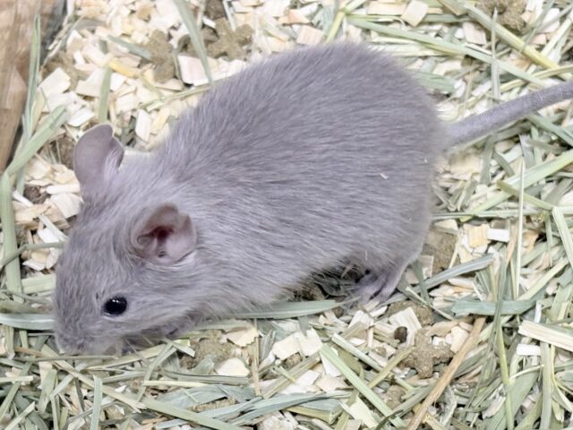 輝きシルバー✨️なレアカラー🎧⛓️🩶デグー(女の子) デグー