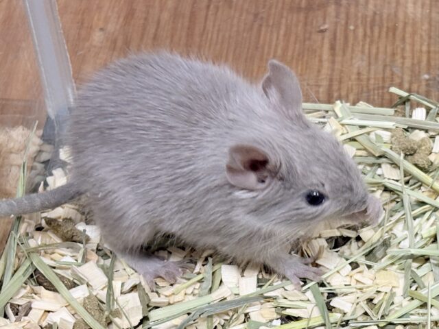 輝きシルバー✨️なレアカラー🎧⛓️🩶デグー(女の子)