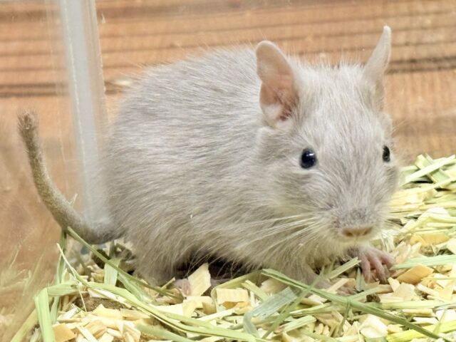 輝きシルバー✨️なレアカラー🎧⛓️🩶デグー(女の子) デグー