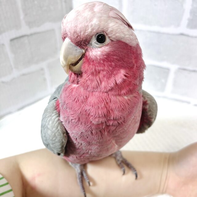 モモイロインコ 女の子 🎀(⑉• θ •⑉)❤︎