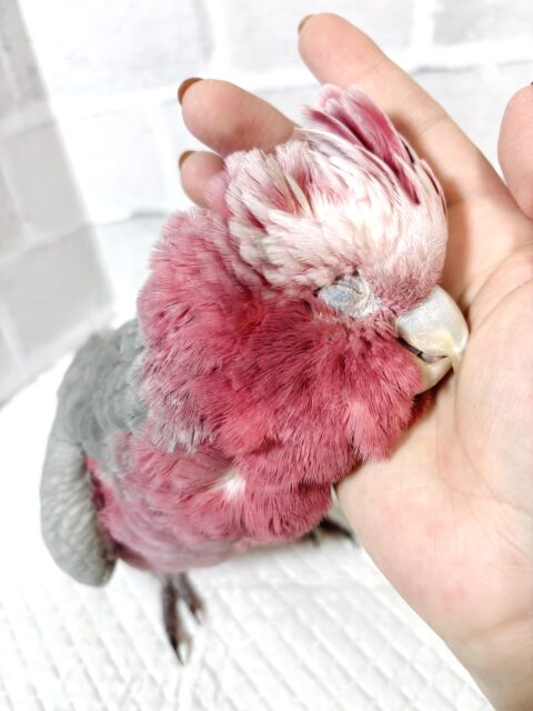 モモイロインコ