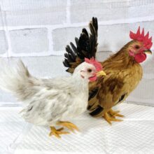 チャボちゃんフィーバータイム‼️たくさん来てくれました〜🐓🐓🥚🐓