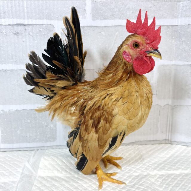 チャボちゃんフィーバータイム‼️たくさん来てくれました〜🐓🐓🥚🐓 チャボ
