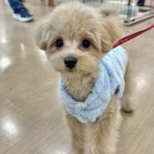 どこかしら触れてたいかも…ポメプーくん！