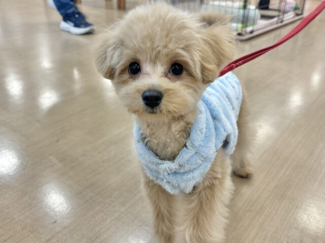 どこかしら触れてたいかも…ポメプーくん！