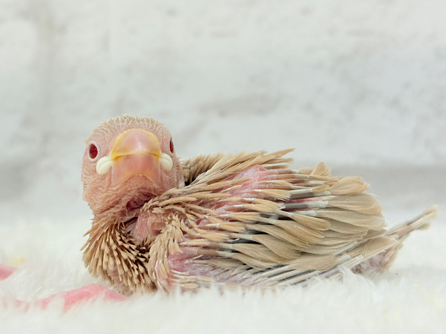 ほっとカフェラテでひと休み🐣☕️𓂃 𓈒𓏸シナモン文鳥 ヒナ