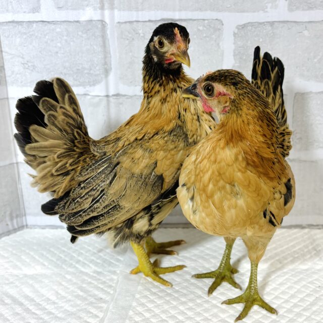 チャボちゃんフィーバータイム‼️たくさん来てくれました〜🐓🐓🥚🐓 チャボ