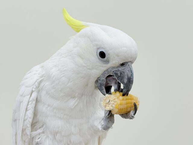 2025年ラストです✨大型インコ・オウムフェア開催🦜🪅🐥 説明画像です