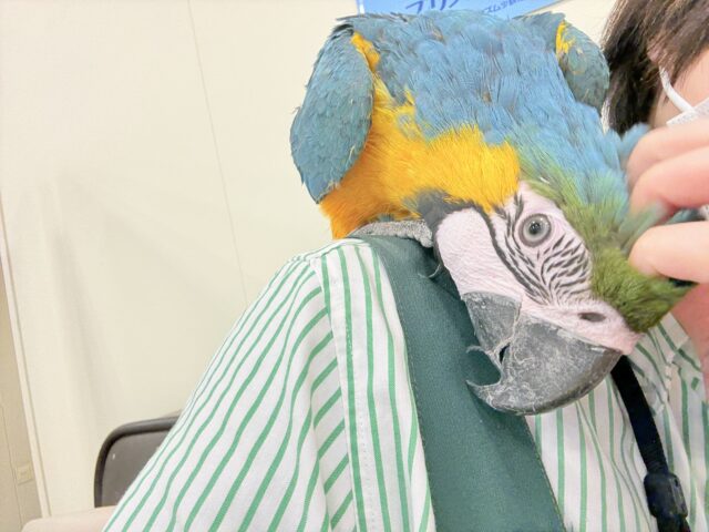 2025年ラストです✨大型インコ・オウムフェア開催🦜🪅🐥 説明画像です