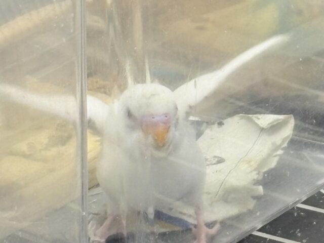 セキセイインコ