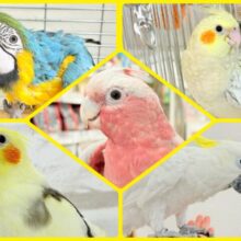 2025年ラストです✨大型インコ・オウムフェア開催🦜🪅🐥