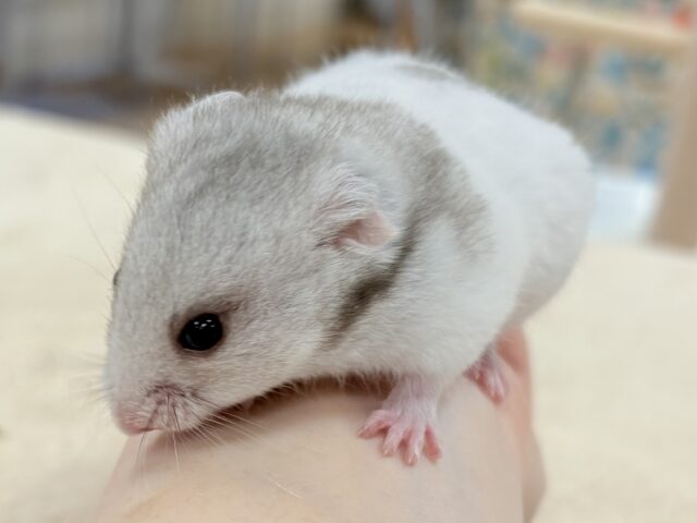 モノトーンでかっくいい〜😎✨️カラーハムスター❣️(男の子) カラーハムスター