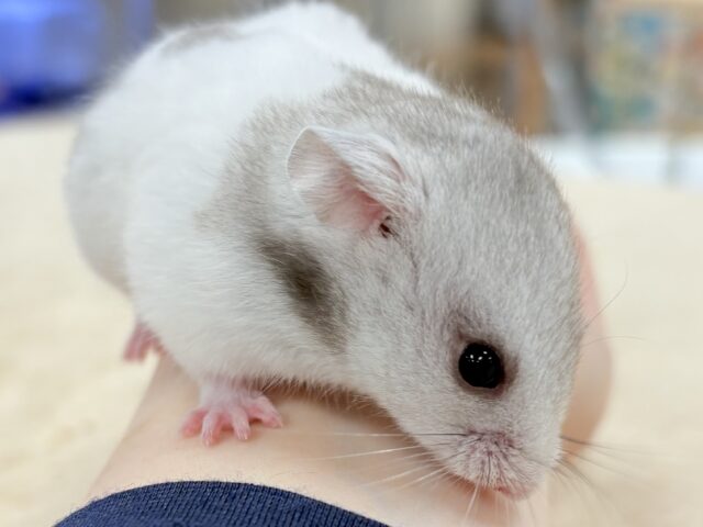 モノトーンでかっくいい〜😎✨️カラーハムスター❣️(男の子) カラーハムスター