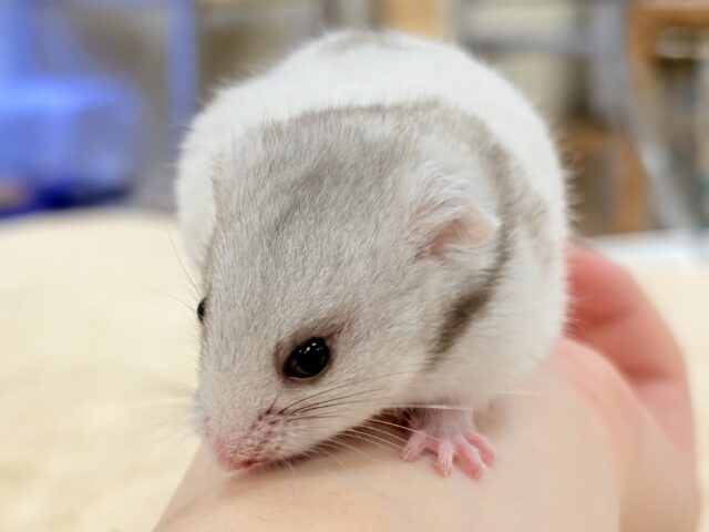 モノトーンでかっくいい〜😎✨️カラーハムスター❣️(男の子) カラーハムスター