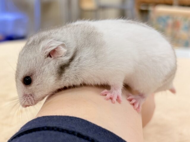 モノトーンでかっくいい〜😎✨️カラーハムスター❣️(男の子) カラーハムスター