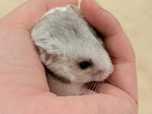 モノトーンでかっくいい〜😎✨️カラーハムスター❣️(男の子) カラーハムスター