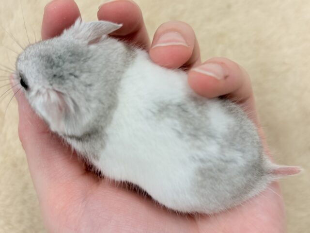 モノトーンでかっくいい〜😎✨️カラーハムスター❣️(男の子) カラーハムスター