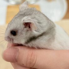 モノトーンでかっくいい〜😎✨️カラーハムスター❣️(男の子)