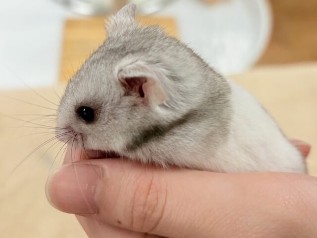 モノトーンでかっくいい〜😎✨️カラーハムスター❣️(男の子) カラーハムスター