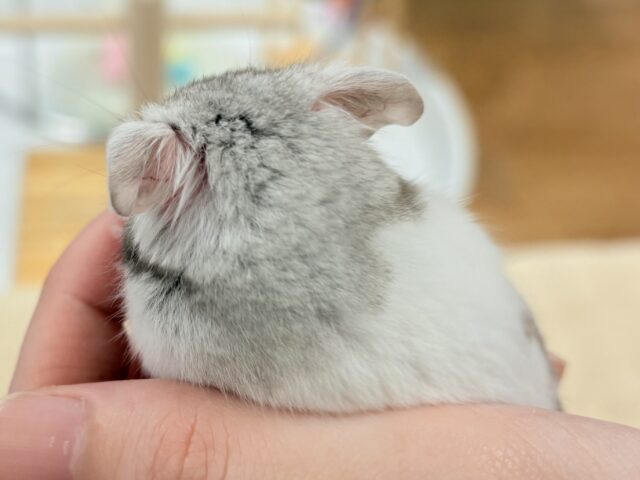 モノトーンでかっくいい〜😎✨️カラーハムスター❣️(男の子) カラーハムスター