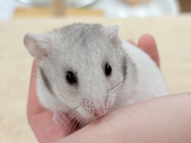 モノトーンでかっくいい〜😎✨️カラーハムスター❣️(男の子) カラーハムスター