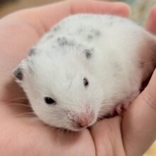 まん丸〜なごま塩むすび🍙カラーハムスターちゃん❣️(女の子)