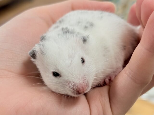 まん丸〜なごま塩むすび🍙カラーハムスターちゃん❣️(女の子) カラーハムスター
