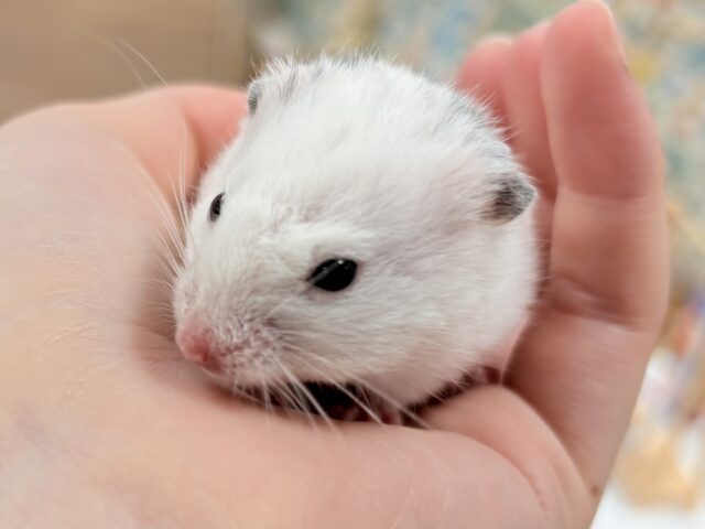 まん丸〜なごま塩むすび🍙カラーハムスターちゃん❣️(女の子) カラーハムスター