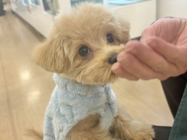 どこかしら触れてたいかも…ポメプーくん! ポメプー